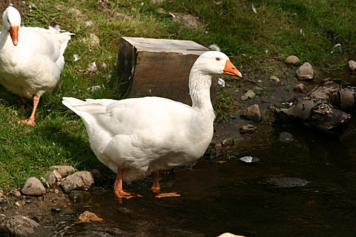 Scharfer Blick