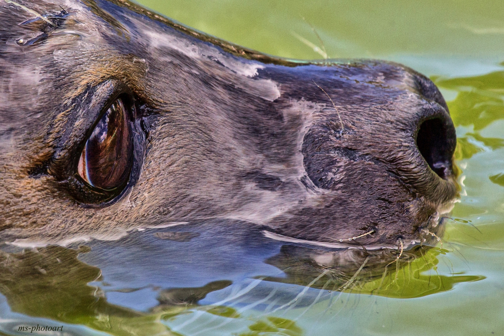 Scharfer Blick