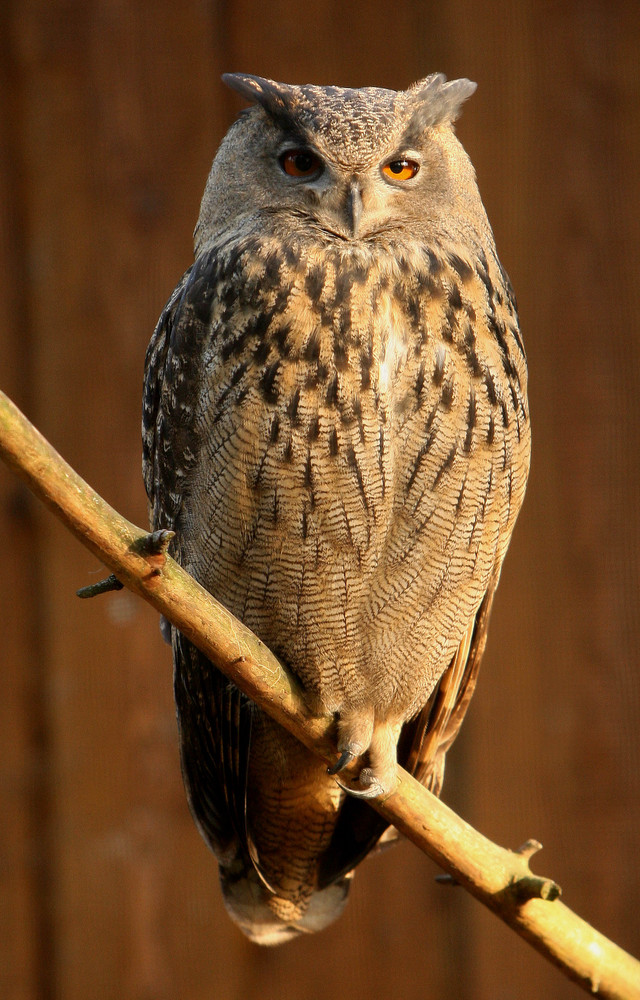 Scharfer Blick