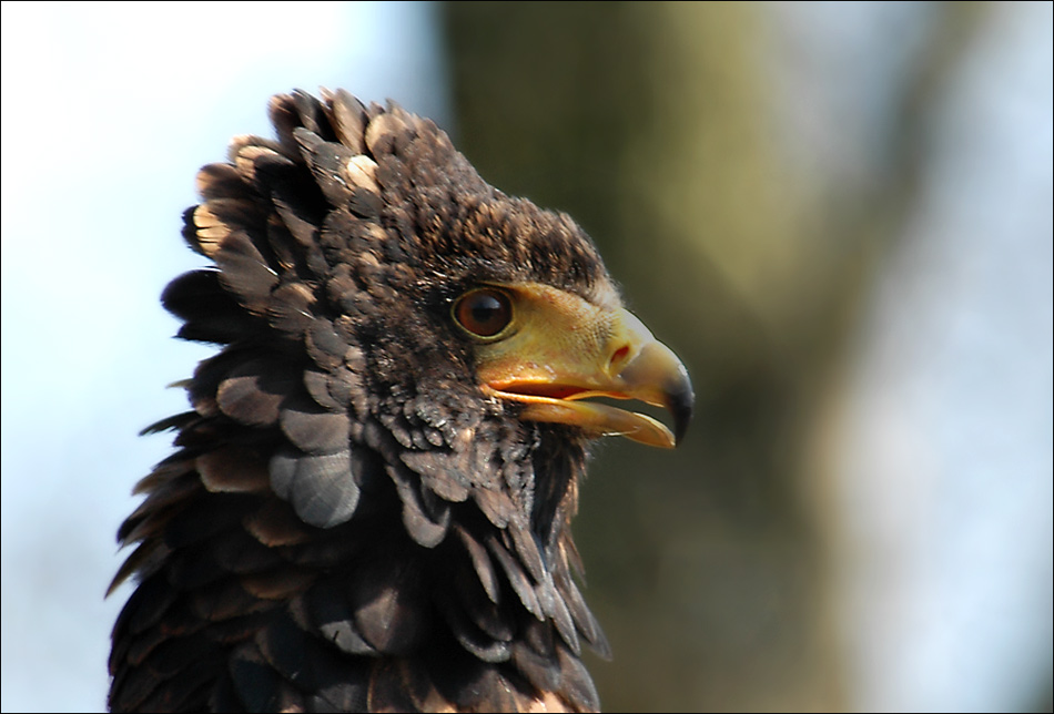 scharfer Blick