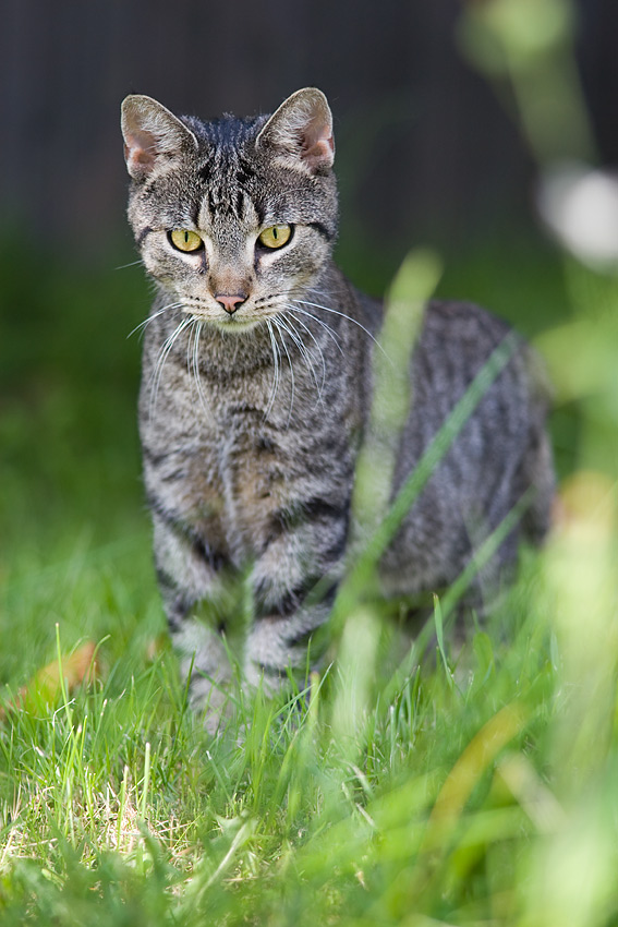 scharfer Blick