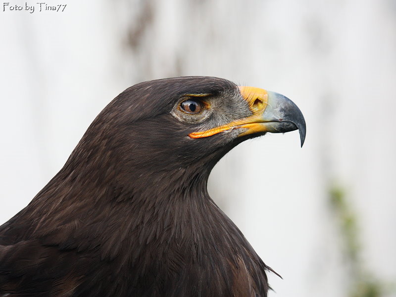 Scharfer Blick