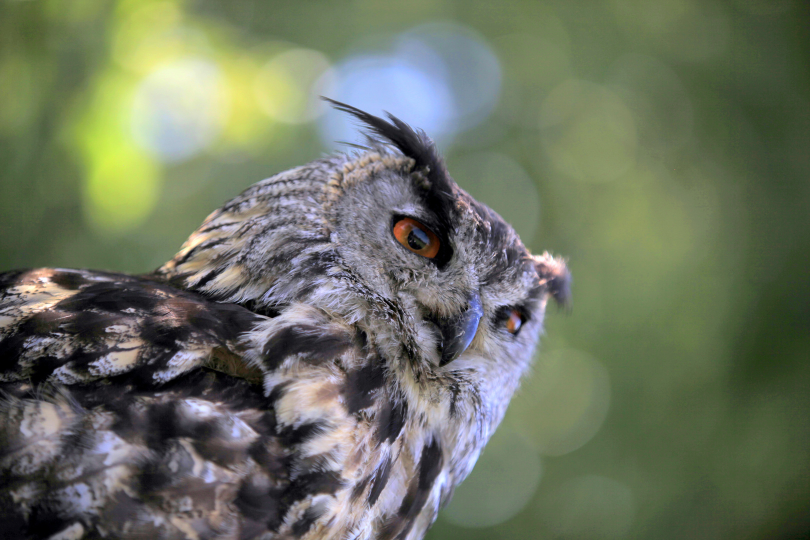 Scharfer Blick