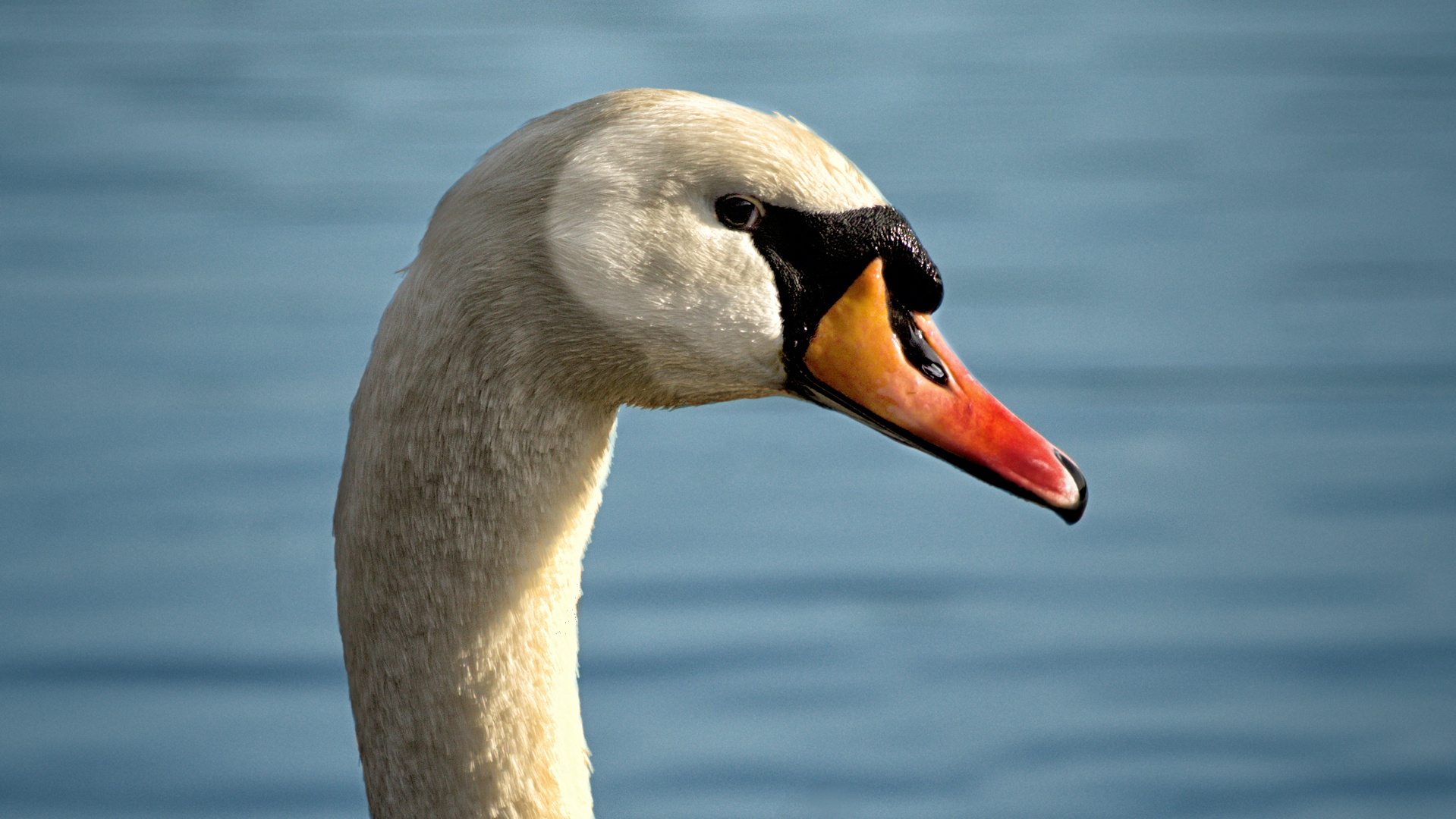 Scharfer Blick