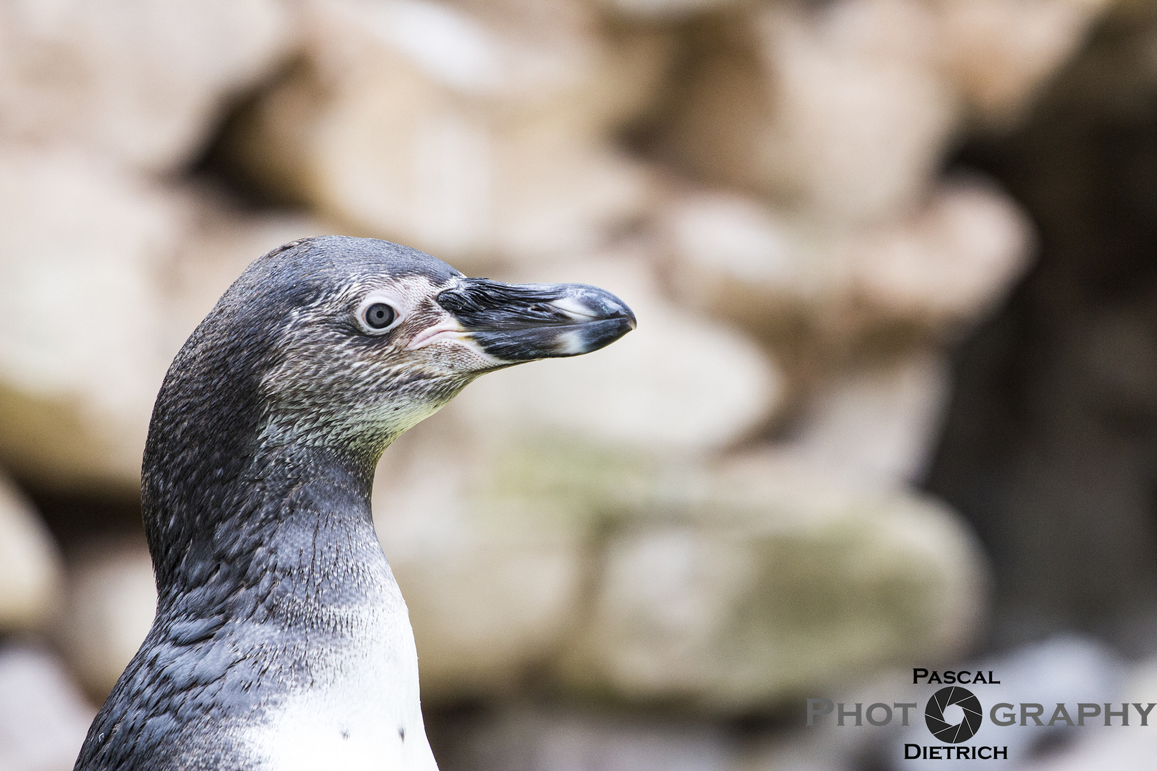 Scharfer Blick