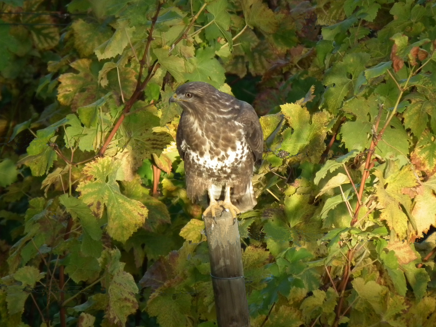 Scharfer Blick