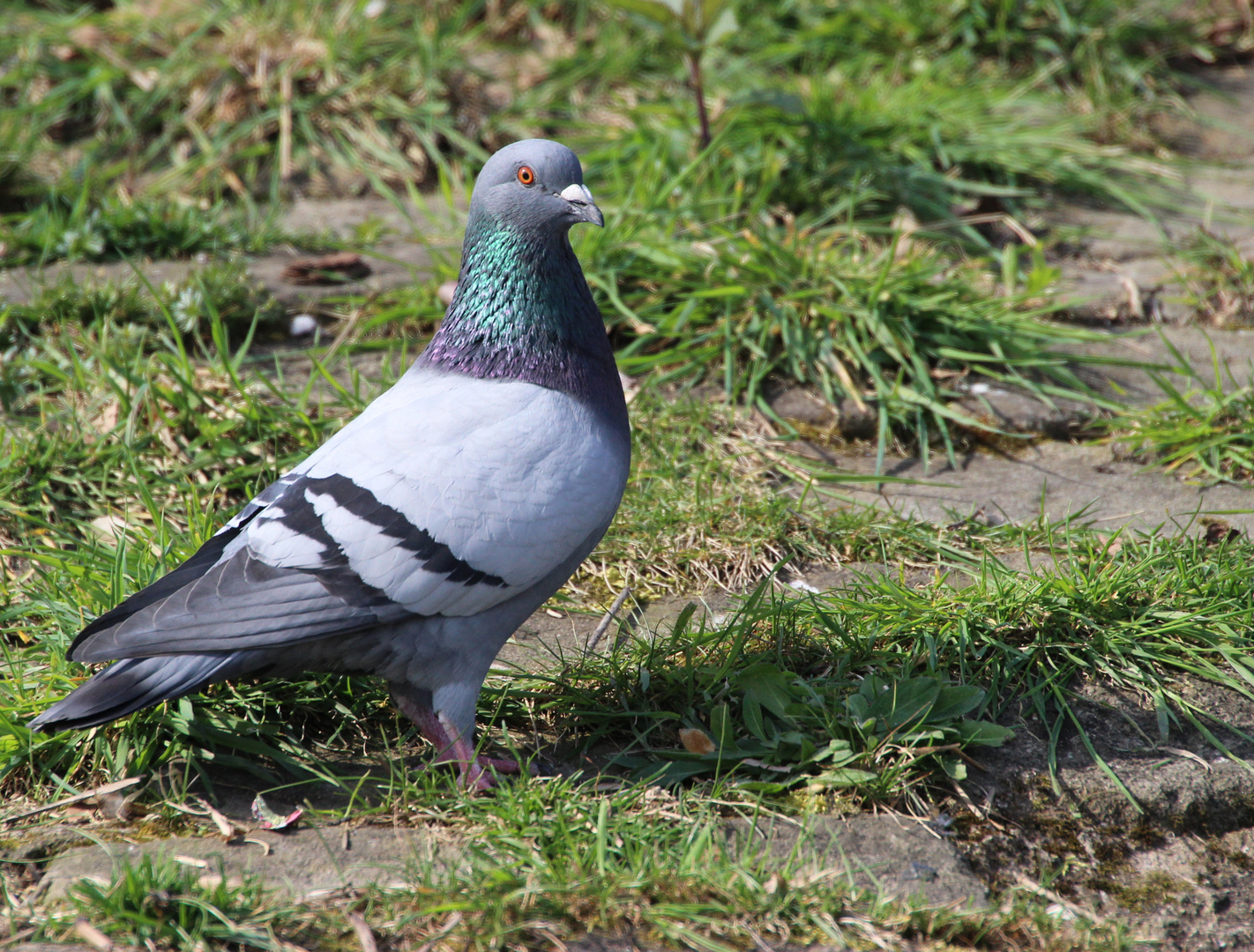 Scharfer Blick