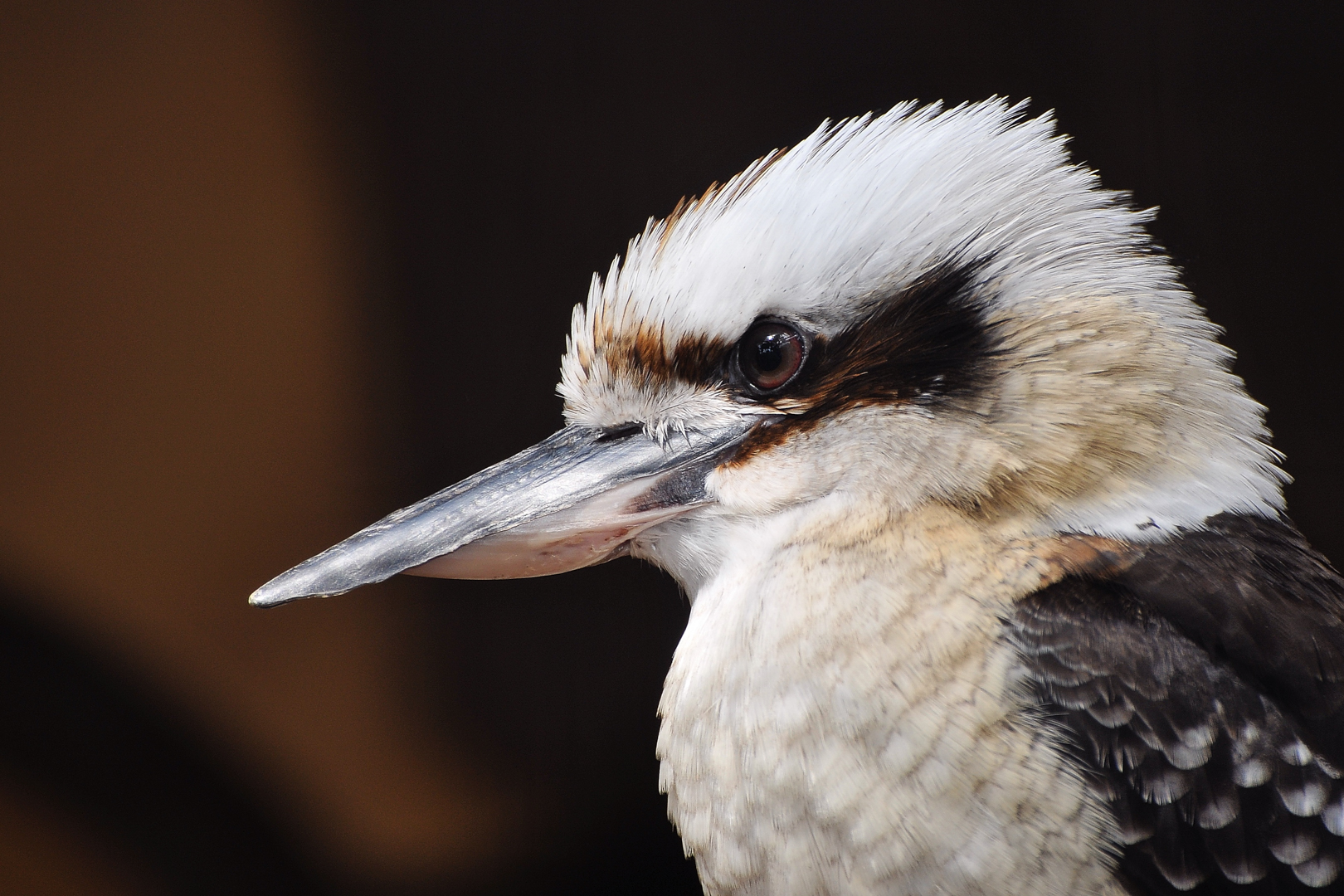 Scharfer Blick