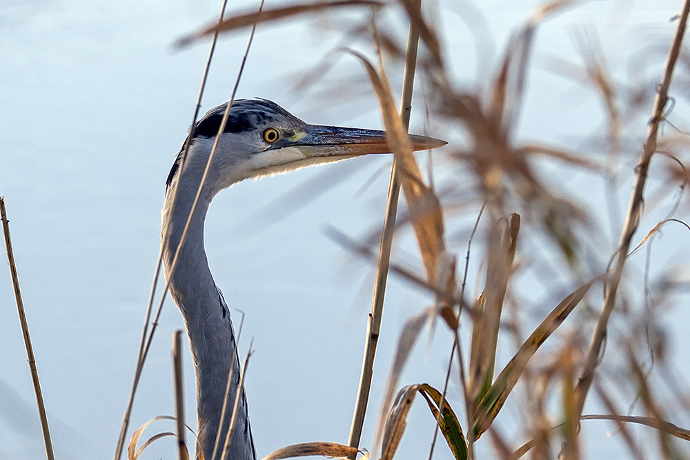 Scharfer Blick...