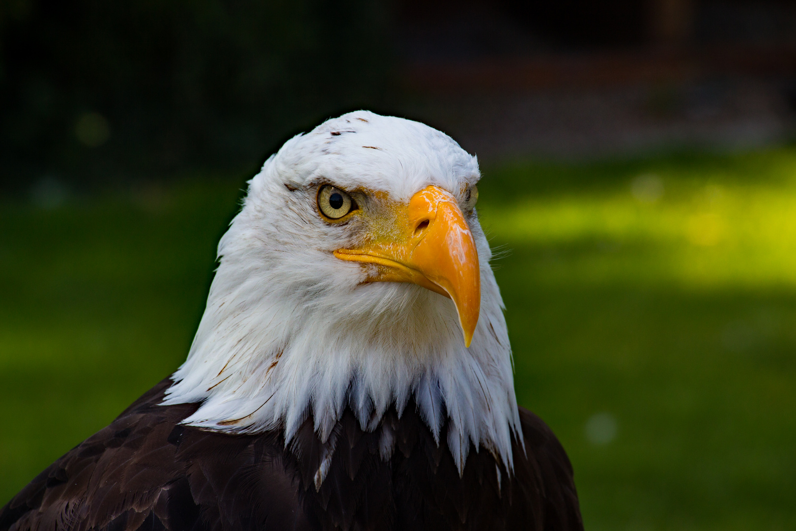 scharfer Blick