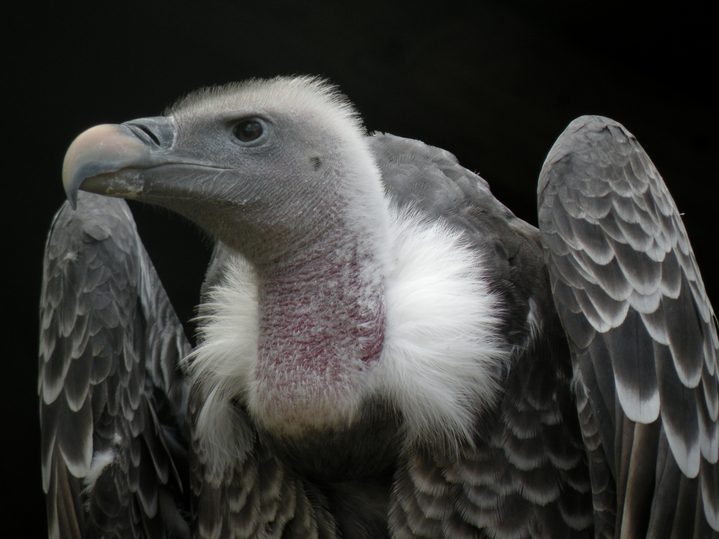 scharfer Blick