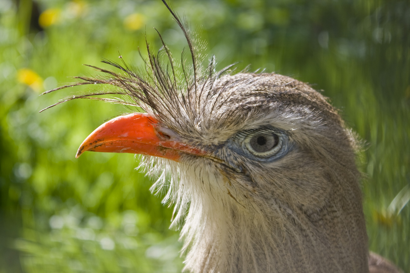 Scharfer Blick