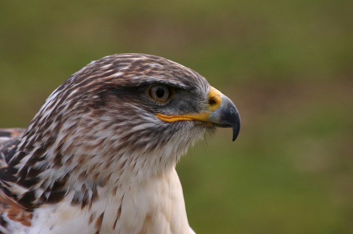 Scharfer Blick