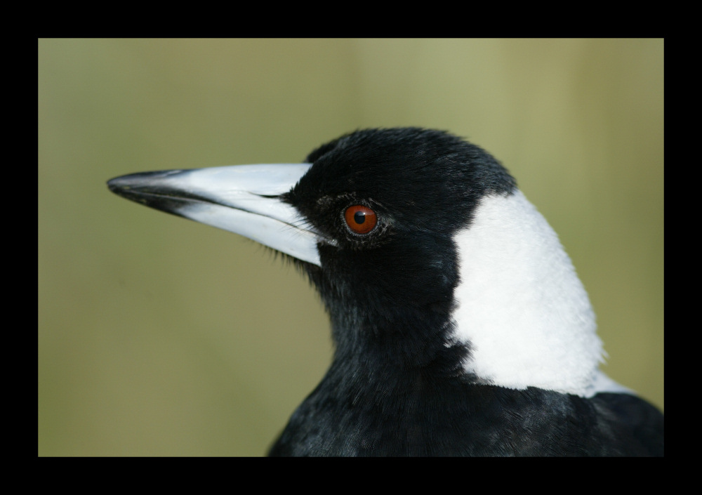 Scharfer Blick