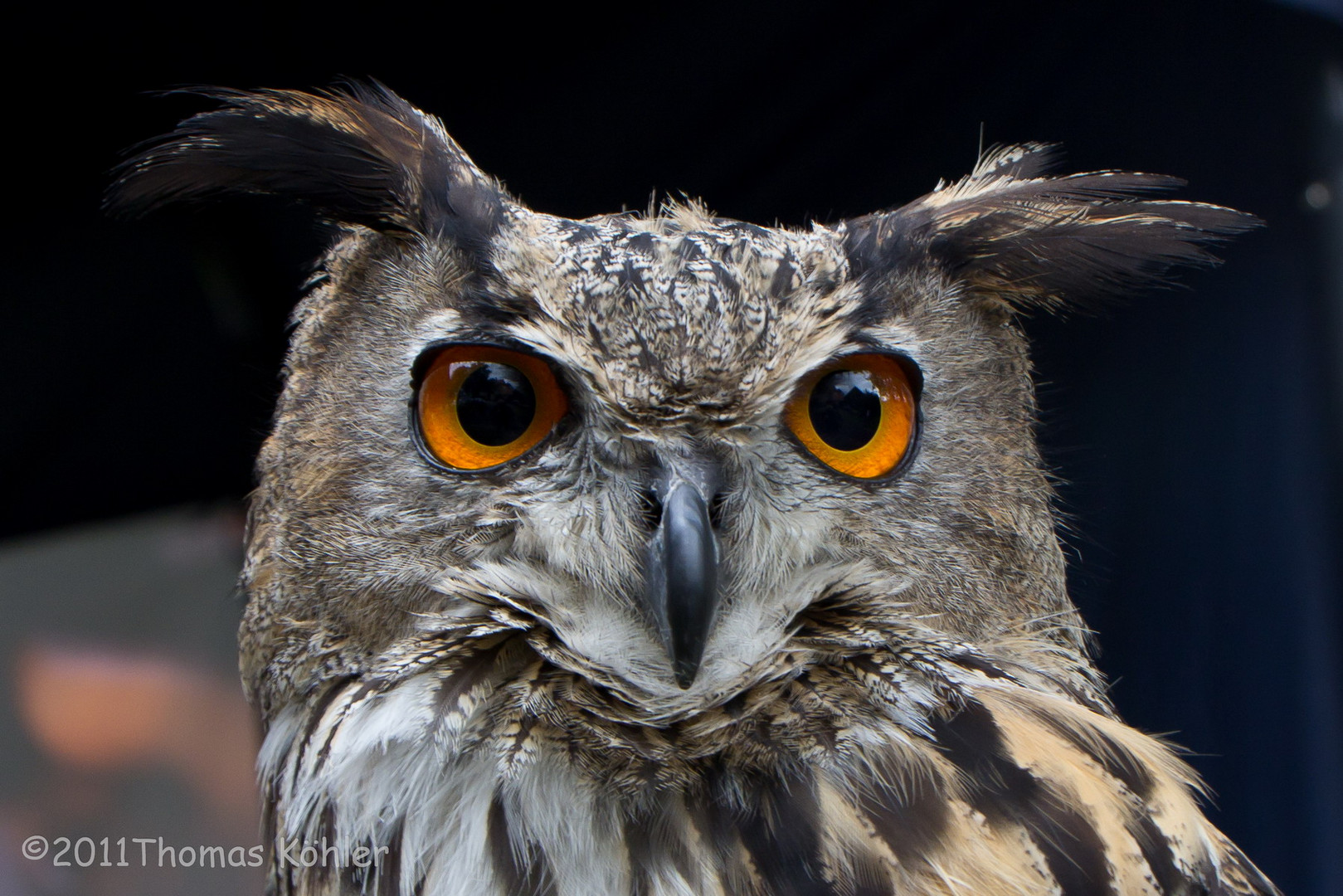 Scharfer Blick