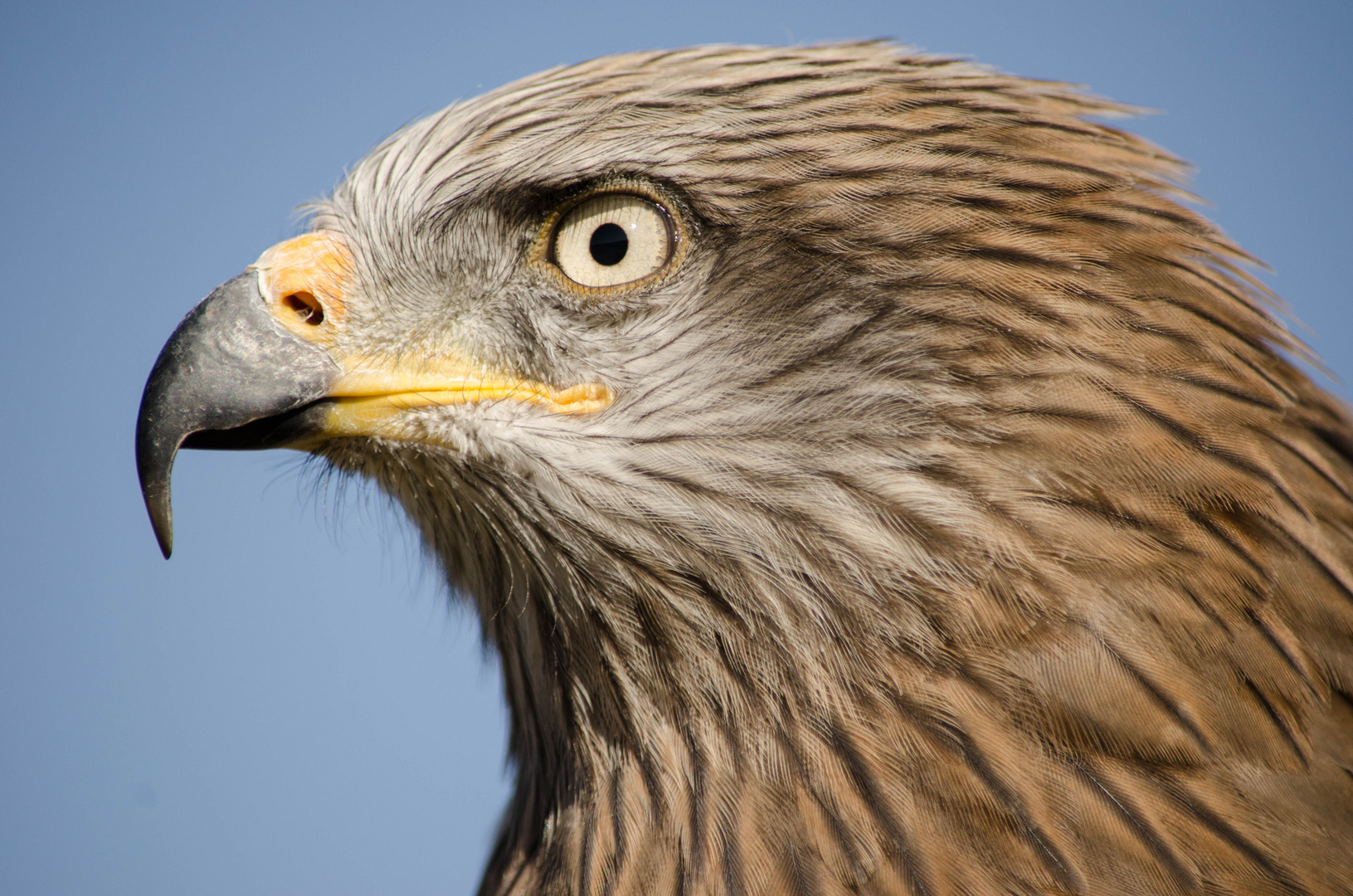 _..scharfer Blick - ein bischen nachbearbeitet