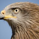 _..scharfer Blick - ein bischen nachbearbeitet