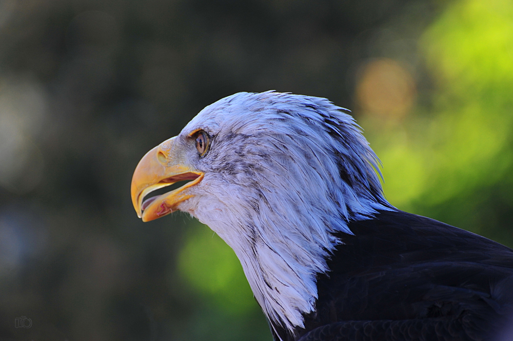 scharfer Blick