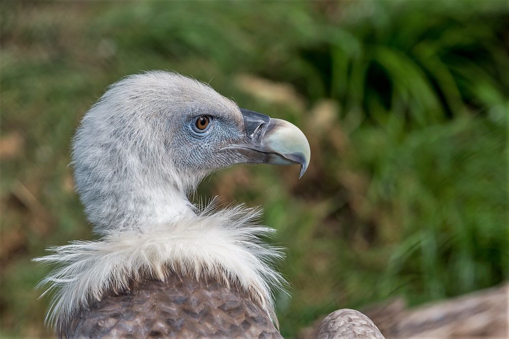 Scharfer Blick