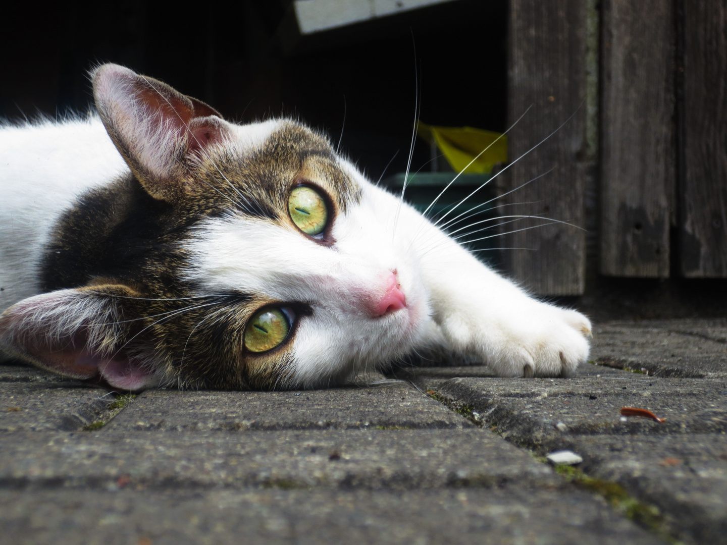 Scharfer Blick in die Kamera.