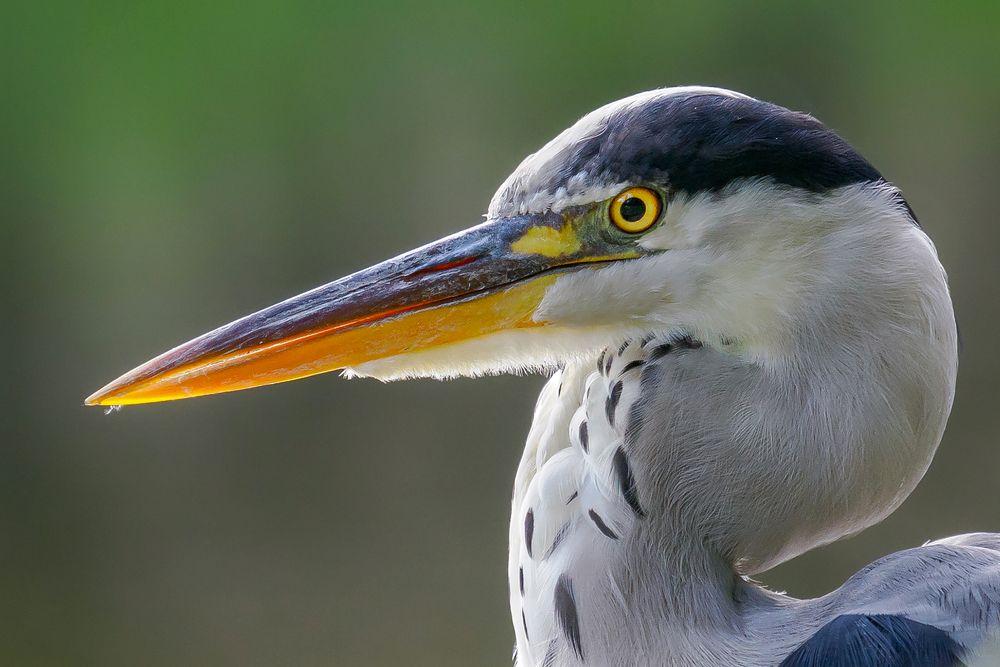 Scharfer Blick, scharfer Schnabel ( Doppelklick )