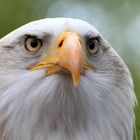 Scharfer Blick... Weißkopfseeadler