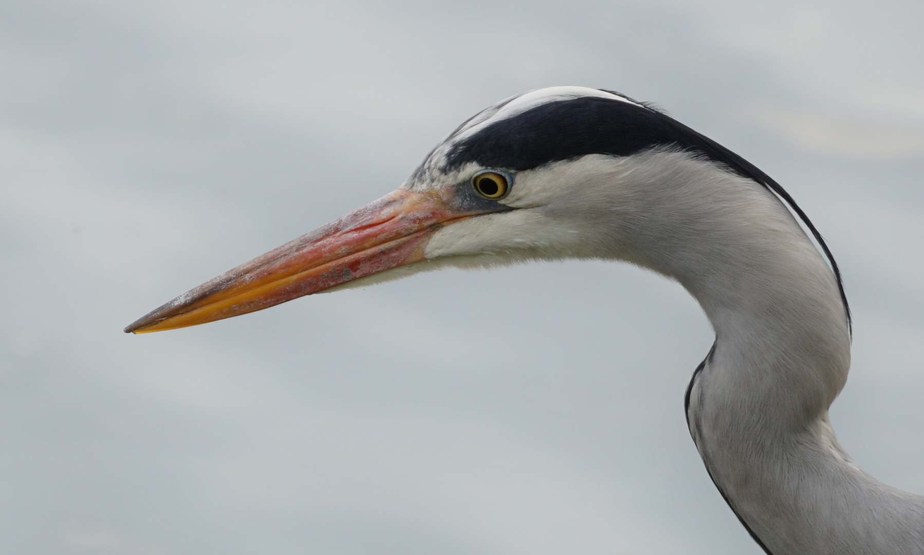 Scharfer Blick2