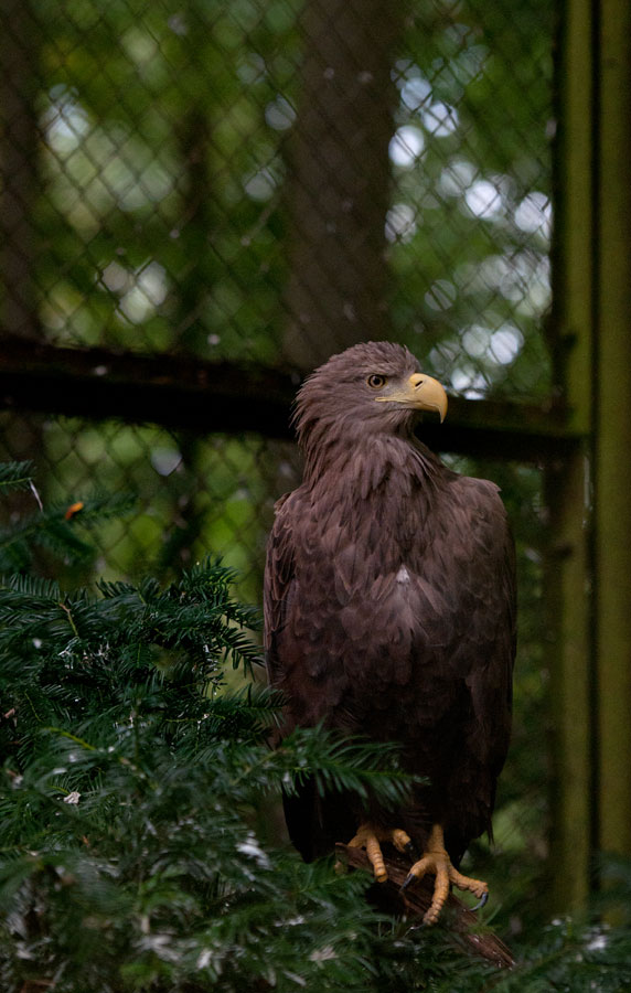 scharfer-Blick,scharfe-Krallen