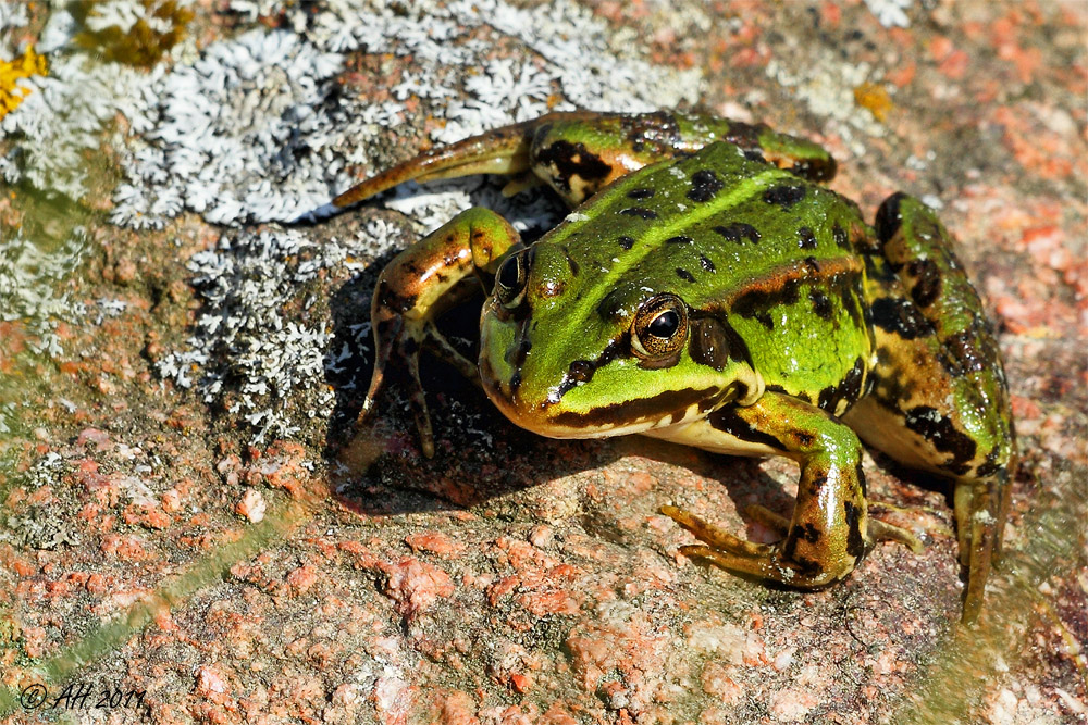 Scharfer Frosch