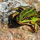 Scharfer Frosch