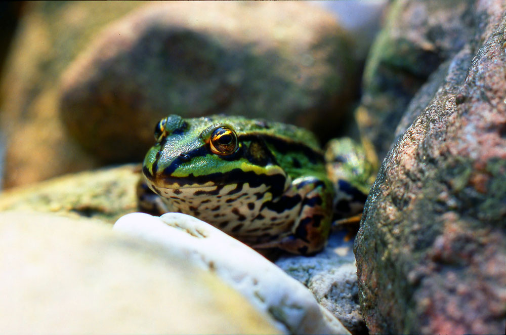 scharfer Frosch