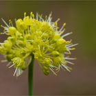 Scharfer Gelblauch (Allium obliquum)