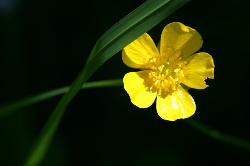 Scharfer Hahnenfuß / Butterblume