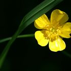 Scharfer Hahnenfuß / Butterblume