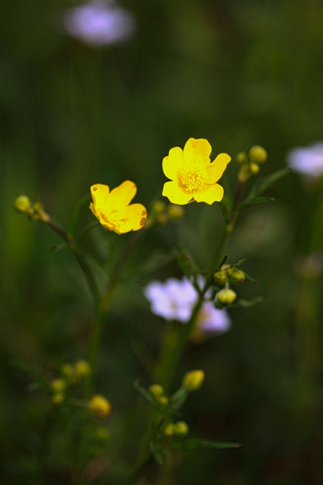 Scharfer Hahnenfuß, Butterblume, Ranunculus acris