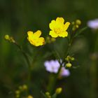 Scharfer Hahnenfuß, Butterblume, Ranunculus acris