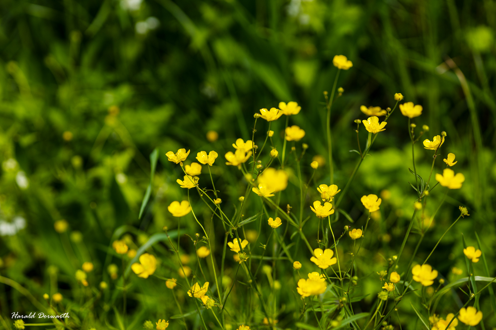 Scharfer Hahnenfuß (Ranunculus acris)