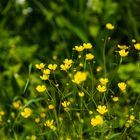 Scharfer Hahnenfuß (Ranunculus acris)