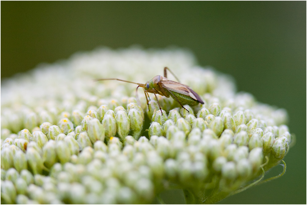 Scharfer Hüpfer