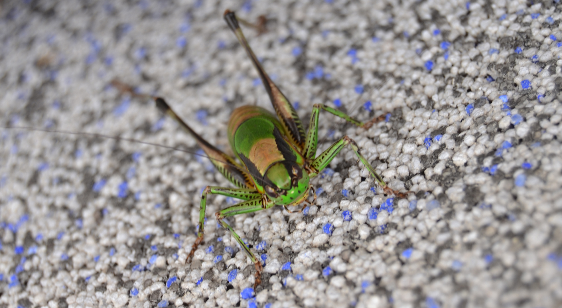 "scharfer" Hüpfer