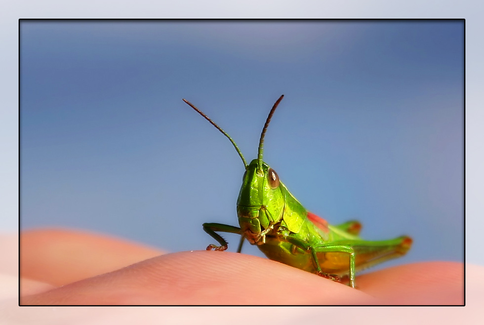 Scharfer Hüpfer...da guckst du!