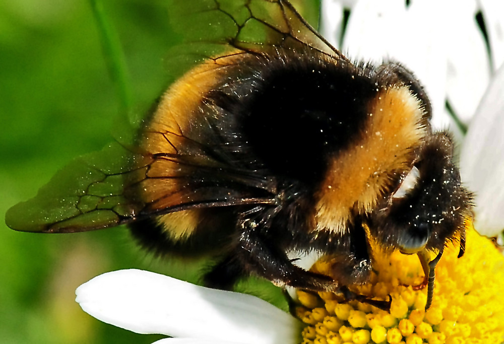 SCHARFER HUMMEL