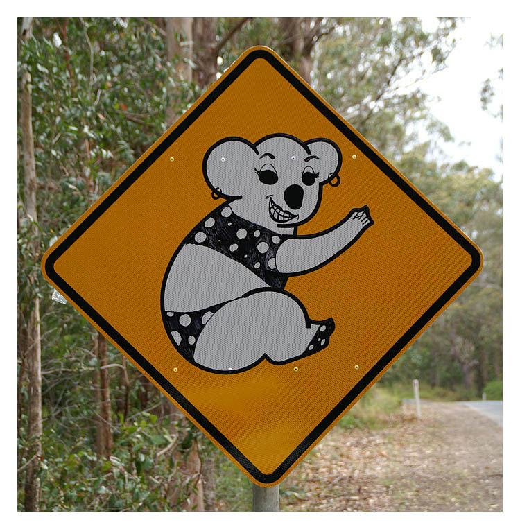 Scharfer Koala !