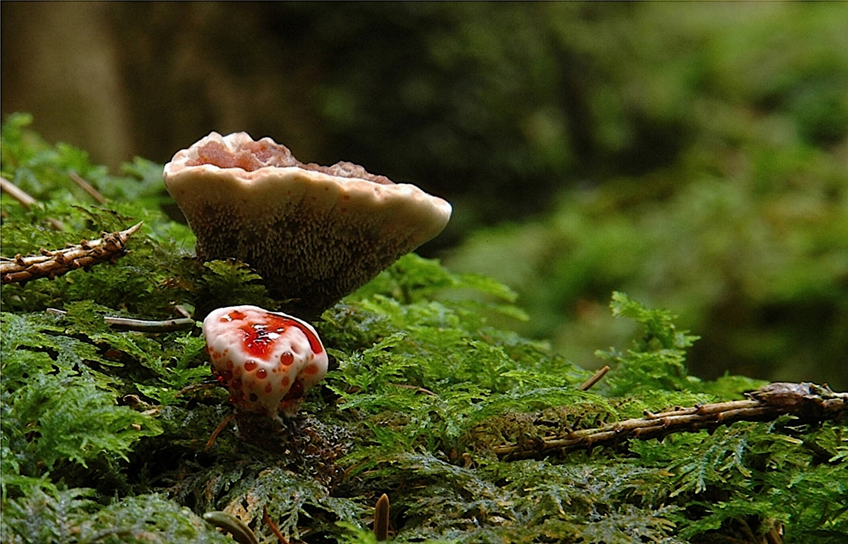 "Scharfer Korkstacheling"