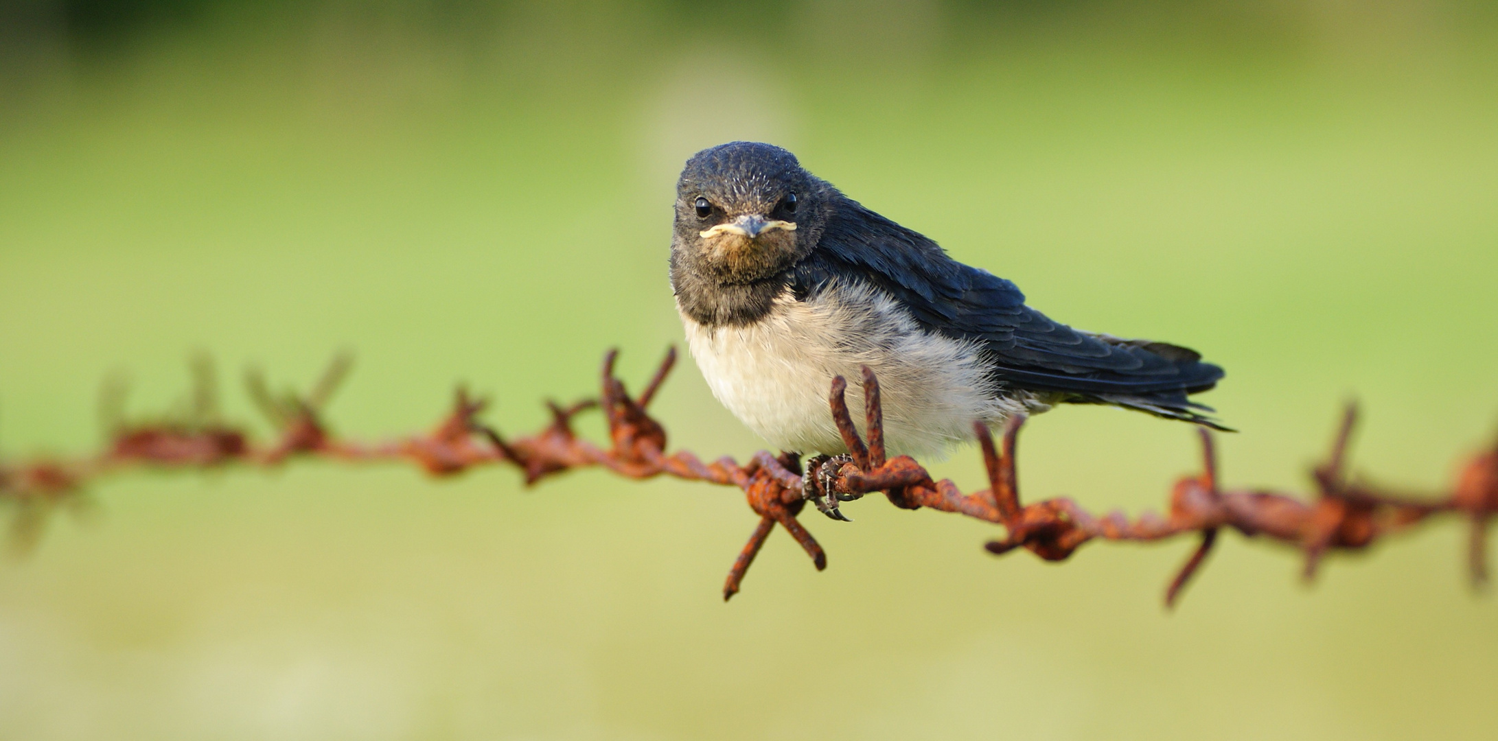 scharfer Landeplatz