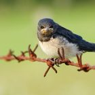 scharfer Landeplatz