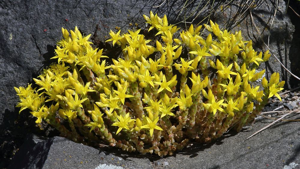 Scharfer Mauerpfeffer-Sedum acre für mich vom feinsten...