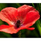 scharfer Mohn