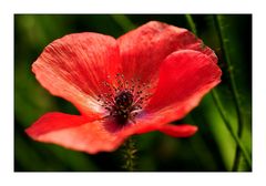 scharfer Mohn