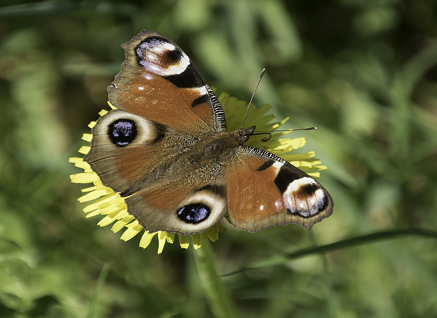 Scharfer Pfauenauge